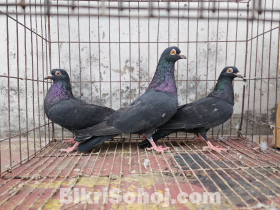 কবুতর
